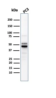 Western blot - Anti-Ornithine Decarboxylase/ODC antibody [ODC1/2878R] - BSA and Azide free (AB270299)
