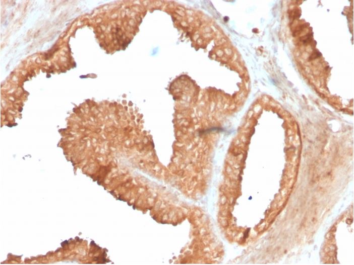 Immunohistochemistry (Formalin/PFA-fixed paraffin-embedded sections) - Anti-Ornithine Decarboxylase/ODC antibody [ODC1/3636R] (AB270269), expandable thumbnail