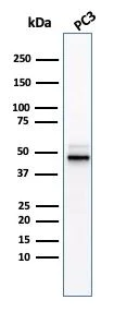 Western blot - Anti-Ornithine Decarboxylase/ODC antibody [ODC1/3636R] (AB270269)