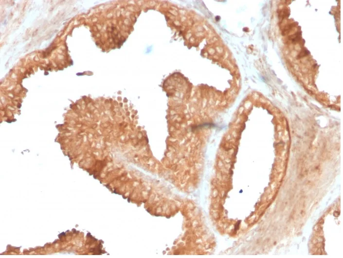 Immunohistochemistry (Formalin/PFA-fixed paraffin-embedded sections) - Anti-Ornithine Decarboxylase/ODC antibody [ODC1/3636R] - BSA and Azide free (AB270300)