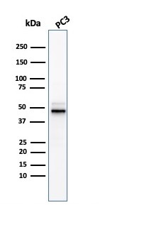 Western blot - Anti-Ornithine Decarboxylase/ODC antibody [ODC1/3636R] - BSA and Azide free (AB270300), expandable thumbnail