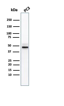 Western blot - Anti-Ornithine Decarboxylase/ODC antibody [ODC1/3636R] - BSA and Azide free (AB270300)