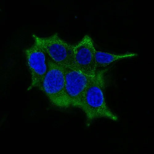 Immunocytochemistry/ Immunofluorescence - Anti-Ornithine Decarboxylase/ODC antibody [ODC1/485] (AB193338)