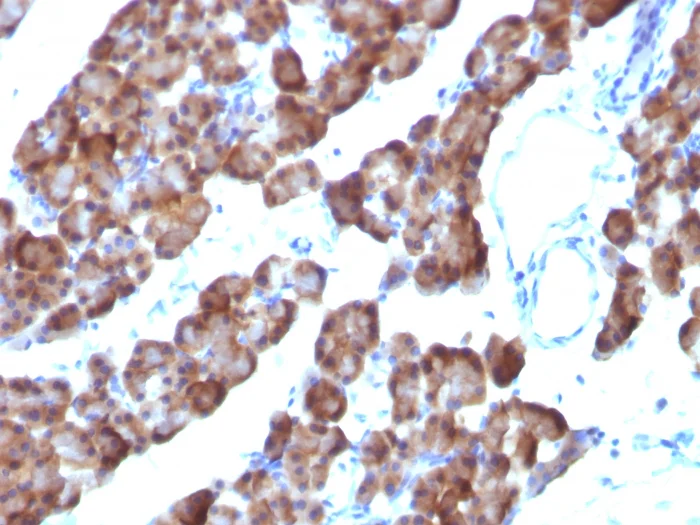 Immunohistochemistry (Formalin/PFA-fixed paraffin-embedded sections) - Anti-Ornithine Decarboxylase/ODC antibody [ODC1/485] (AB193338)