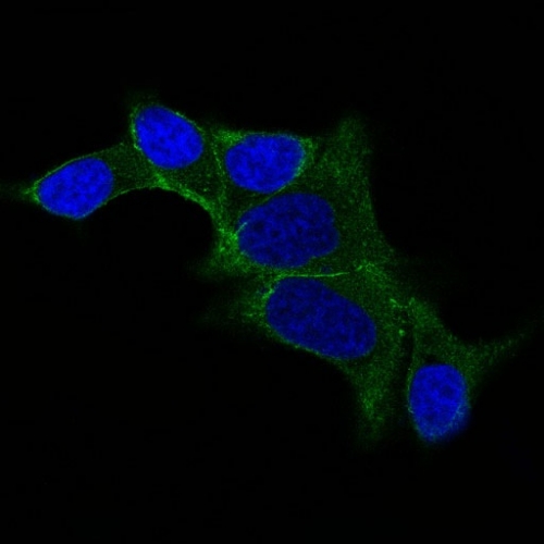 Immunocytochemistry/ Immunofluorescence - Anti-Ornithine Decarboxylase/ODC antibody [ODC1/487] (AB220205)