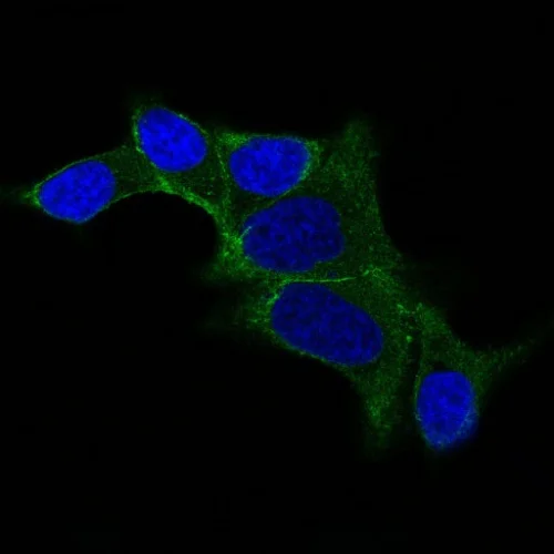 Immunocytochemistry/ Immunofluorescence - Anti-Ornithine Decarboxylase/ODC antibody [ODC1/487] (AB220205)