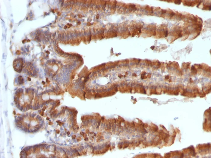 Immunohistochemistry (Formalin/PFA-fixed paraffin-embedded sections) - Anti-Ornithine Decarboxylase/ODC antibody [ODC1/487] (AB220205)