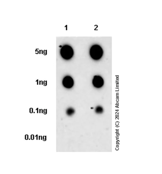Dot Blot - Anti-Orosomucoid 1 + Orosomucoid 2 antibody [EPR26603-6] (AB322041)