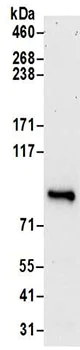 Immunoprecipitation - Anti-ORP-11 antibody - N-terminal (AB194957)
