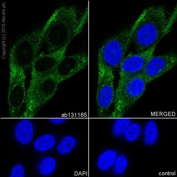 Immunocytochemistry/ Immunofluorescence - Anti-ORP1 antibody [EPR8646] (AB131165)