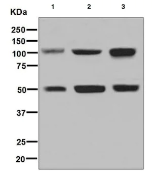 Western blot - Anti-ORP1 antibody [EPR8646] (AB131165)