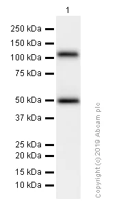 Western blot - Anti-ORP1 antibody [EPR8646] (AB131165)