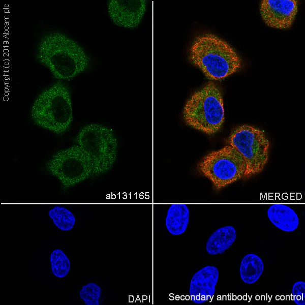 Immunocytochemistry/ Immunofluorescence - Anti-ORP1 antibody [EPR8646] - BSA and Azide free (AB248366)