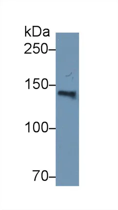 Western blot - Anti-ORP150 antibody (AB232902)