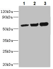 Western blot - Anti-ORP2 antibody (AB235298)