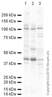 Western blot - Anti-ORP8 antibody [mAbcam 60110] (AB60110)