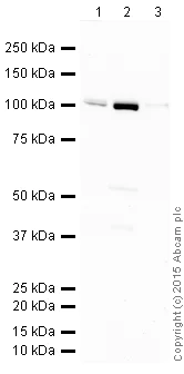 Western blot - Anti-ORP8 antibody [mAbcam 60110] (AB60110)