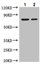 Western blot - Anti-OS9 antibody (AB225915)