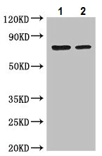 Western blot - Anti-OS9 antibody (AB225915)