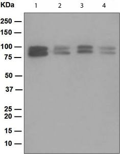 Western blot - Anti-OS9 antibody [EPR4272(2)] (AB109510)