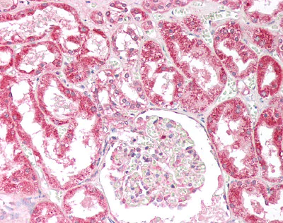 Immunohistochemistry (Formalin/PFA-fixed paraffin-embedded sections) - Anti-OSBPL5/ORP5 antibody (AB59016)