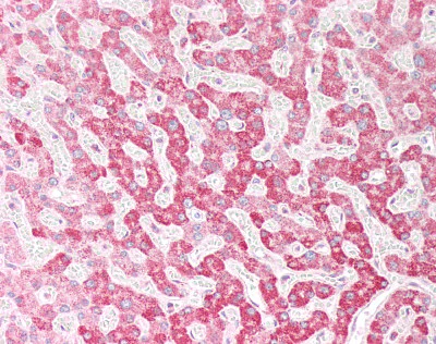 Immunohistochemistry (Formalin/PFA-fixed paraffin-embedded sections) - Anti-OSBPL5/ORP5 antibody (AB59016)