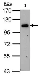 Western blot - Anti-OSBPL6 antibody (AB96286)