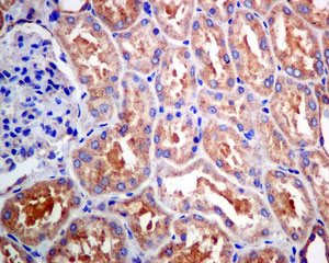 Immunohistochemistry (Formalin/PFA-fixed paraffin-embedded sections) - Anti-OSBPL9 antibody [EPR9333] - BSA and Azide free (AB249015)