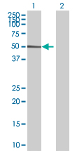 Western blot - Anti-OSGIN1 antibody (AB68793)