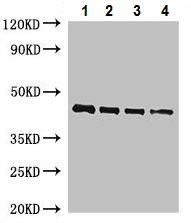 Western blot - Anti-Osmotin like protein OSM34 antibody (AB225998), expandable thumbnail
