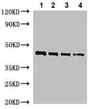 Western blot - Anti-Osmotin like protein OSM34 antibody (AB225998)