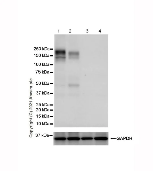 Western blot - Anti-OSMR antibody [EPR24611-71] - BSA and Azide free (AB282601)