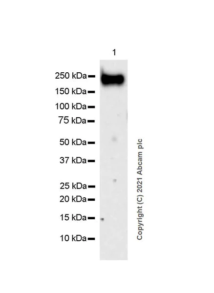 Western blot - Anti-OSMR antibody [EPR24786-50] - BSA and Azide free (AB284413)