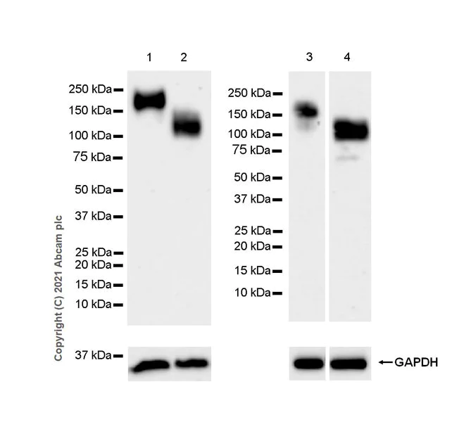 Western blot - Anti-OSMR antibody [EPR24786-50] - BSA and Azide free (AB284413)
