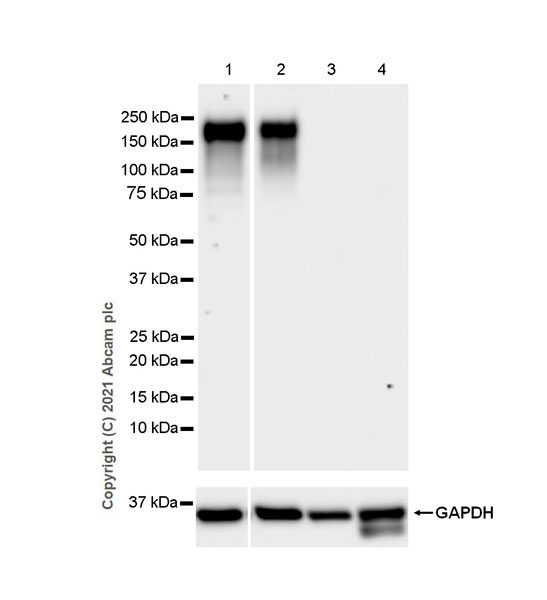 Western blot - Anti-OSMR antibody [EPR24786-50] - BSA and Azide free (AB284413), expandable thumbnail