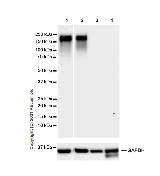 Western blot - Anti-OSMR antibody [EPR24786-50] - BSA and Azide free (AB284413)