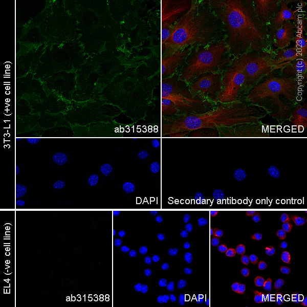 Immunocytochemistry/ Immunofluorescence - Anti-OSMR antibody [EPR28222-64] - BSA and Azide free (AB315389)