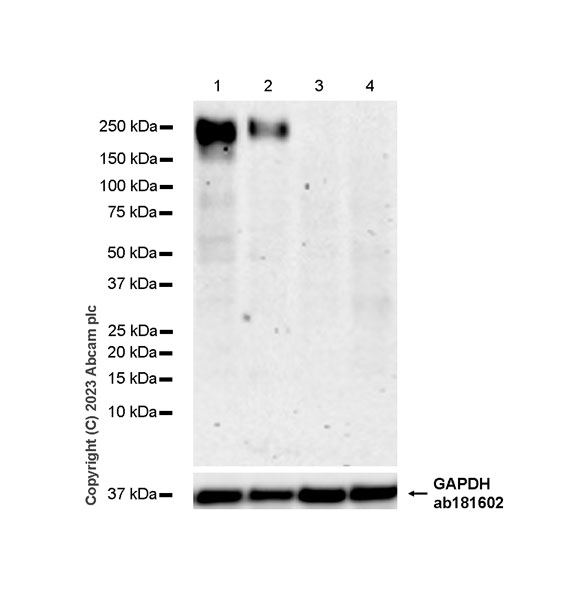 Western blot - Anti-OSMR antibody [EPR28222-64] - BSA and Azide free (AB315389), expandable thumbnail