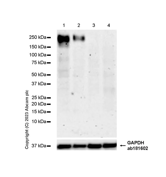 Western blot - Anti-OSMR antibody [EPR28222-64] - BSA and Azide free (AB315389)
