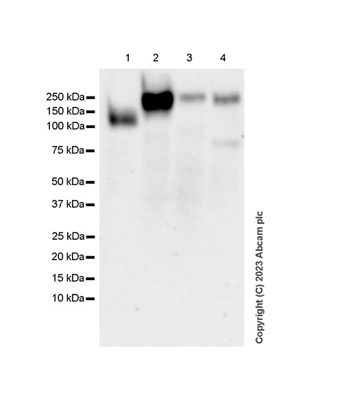 Western blot - Anti-OSMR antibody [EPR28222-64] - BSA and Azide free (AB315389), expandable thumbnail