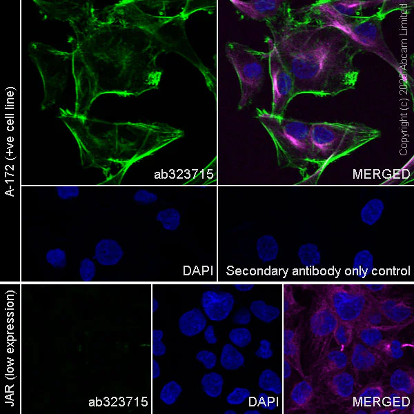 Immunocytochemistry/ Immunofluorescence - Anti-OSMR antibody [EPR29920-534] - BSA and Azide free (AB325947)