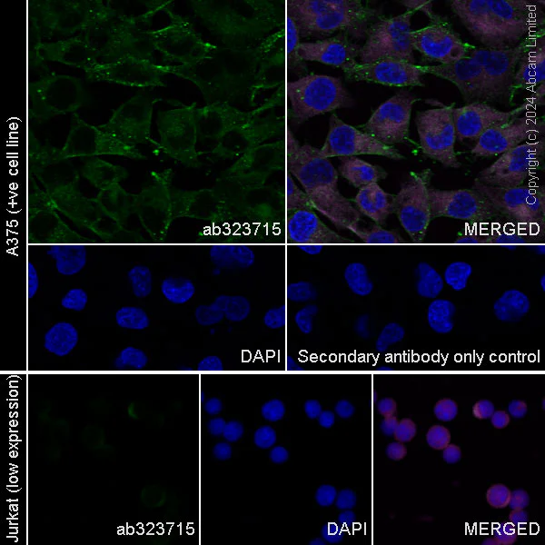 Immunocytochemistry/ Immunofluorescence - Anti-OSMR antibody [EPR29920-534] - BSA and Azide free (AB325947)