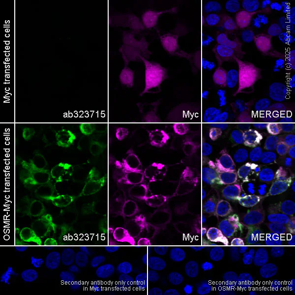 Immunocytochemistry/ Immunofluorescence - Anti-OSMR antibody [EPR29920-534] - BSA and Azide free (AB325947)