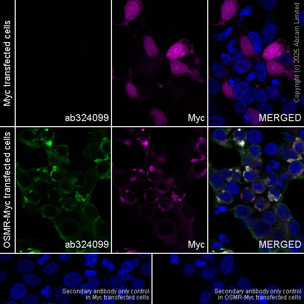Immunocytochemistry/ Immunofluorescence - Anti-OSMR antibody [RM2085] (AB324099)
