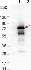 Western blot - Anti-ospA antibody (AB106081)