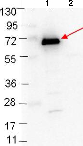 Western blot - Anti-ospC antibody (AB106083)