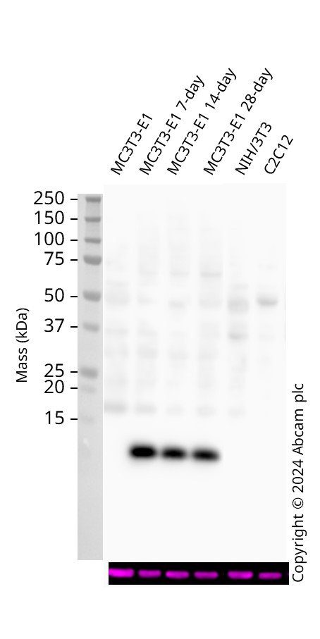 Western blot - Anti-Osteocalcin antibody [EPR24665-63] (AB309521)