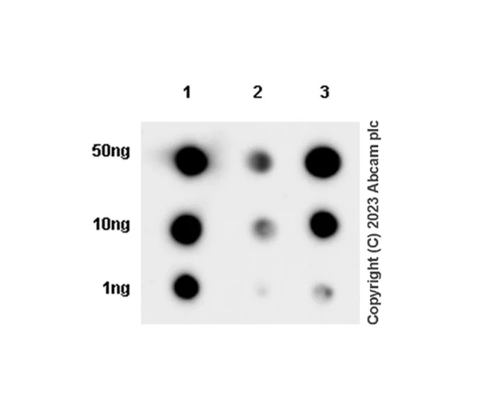 Dot Blot - Anti-Osteocalcin antibody [EPR24665-63] - BSA and Azide free (AB309522)