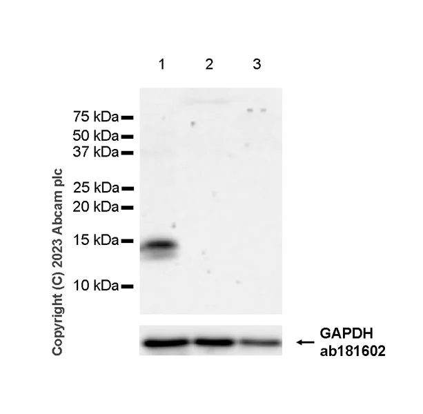 Western blot - Anti-Osteocalcin antibody [EPR24665-63] - BSA and Azide free (AB309522)