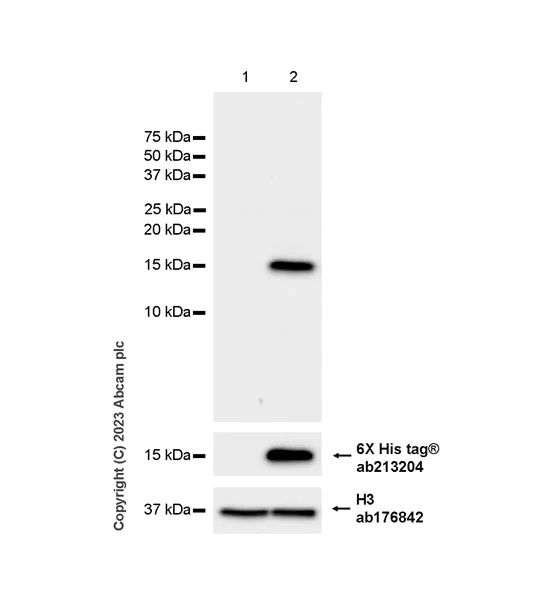 Western blot - Anti-Osteocalcin antibody [EPR24665-63] - BSA and Azide free (AB309522)